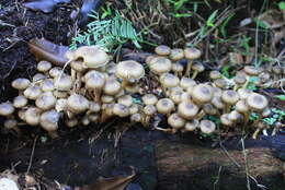 Image of Armillaria limonea (G. Stev.) Boesew. 1977