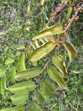 Image of <i>Trema micrantha</i> var. <i>floridana</i> (Britton ex Small) Standl. & Steyerm.