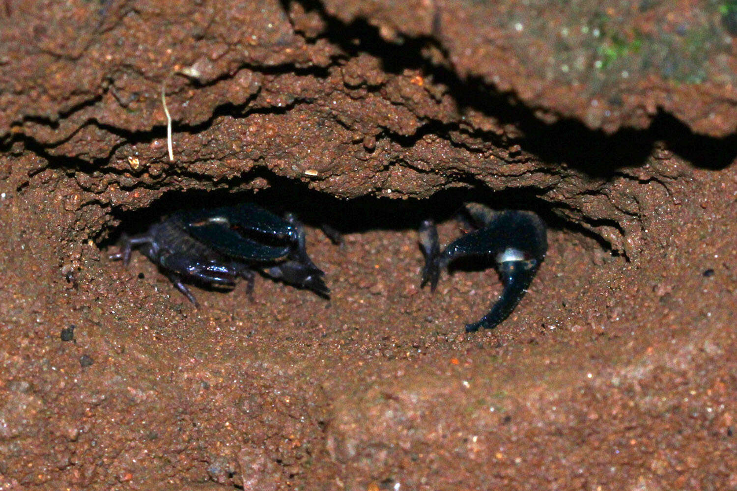 Javanimetrus cyaneus (C. L. Koch 1836) resmi