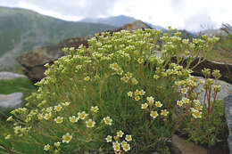 Image of Saxifraga exarata subsp. exarata