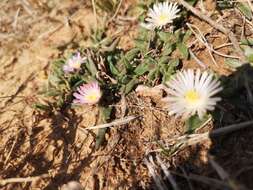 Image of Delosperma sutherlandii (Hook. fil.) N. E. Br.