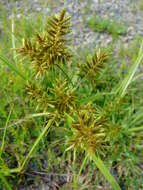 Imagem de Cyperus microiria Steud.