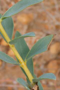 Image of Pimelea floribunda Meissn.