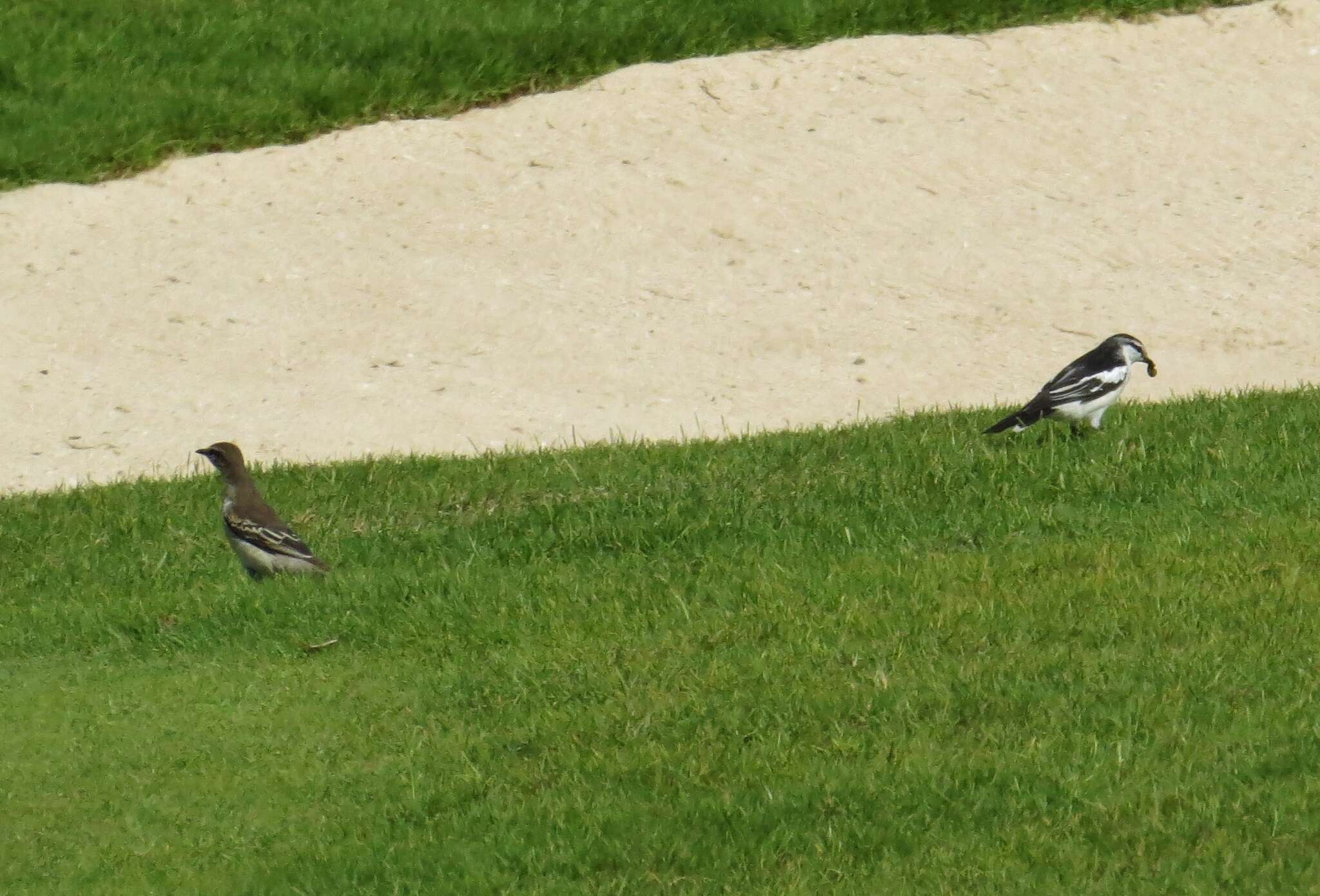 Image of White-shouldered Triller