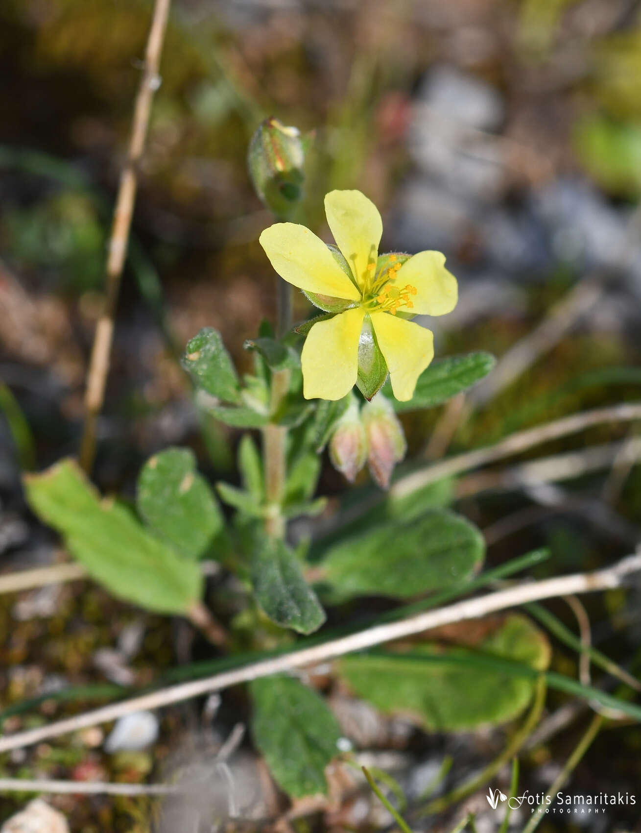 Image of willowleaf frostweed