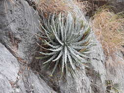 Image of Hechtia mapimiana López-Ferr. & Espejo