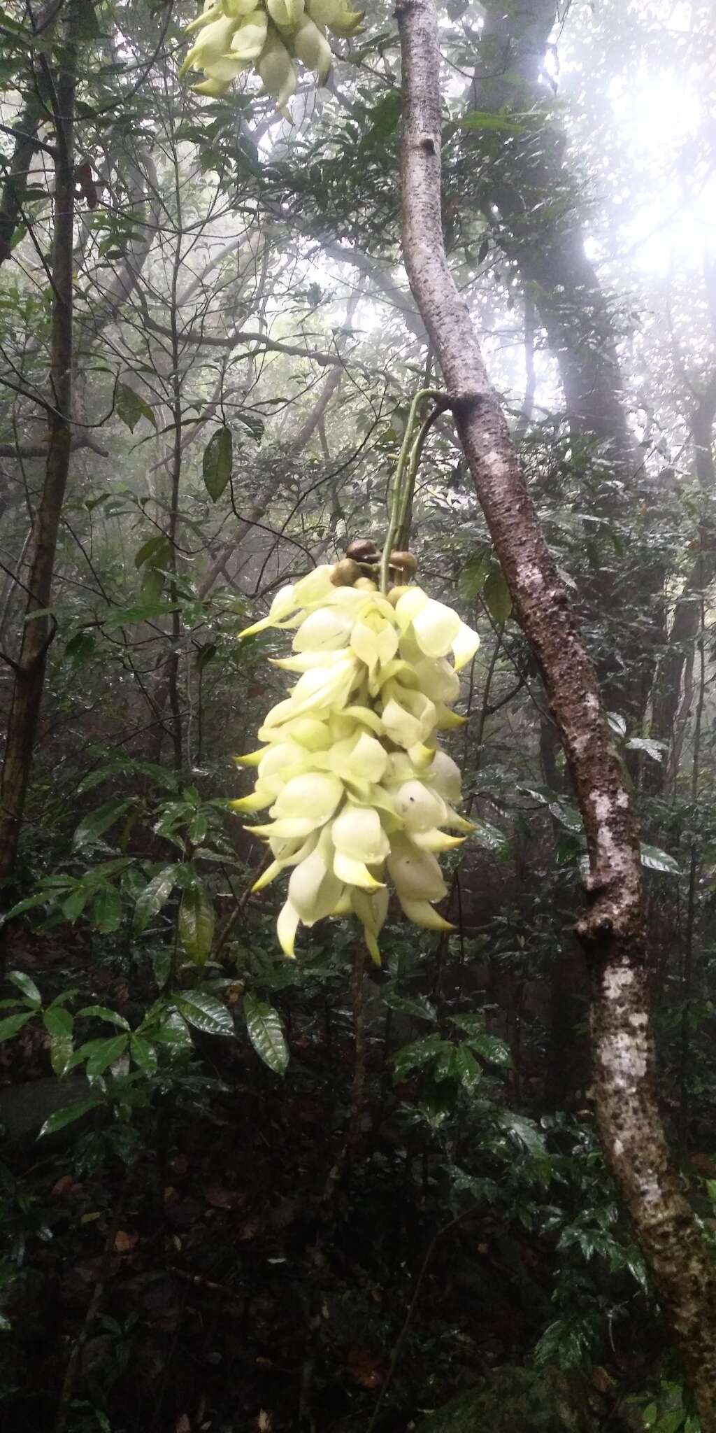 Слика од Mucuna birdwoodiana Tutcher