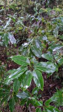 Image of Neolitsea acuminatissima (Hayata) Kaneh. & Sasaki