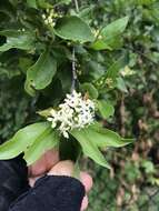 Image of brown dogwood