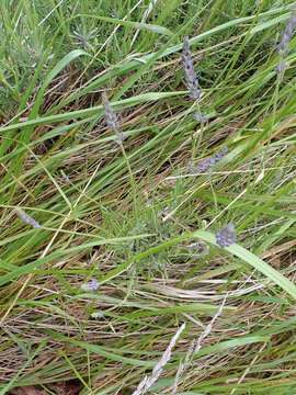 Image of English Lavendar