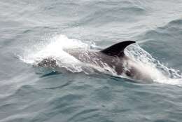 Image of White-beaked Dolphin