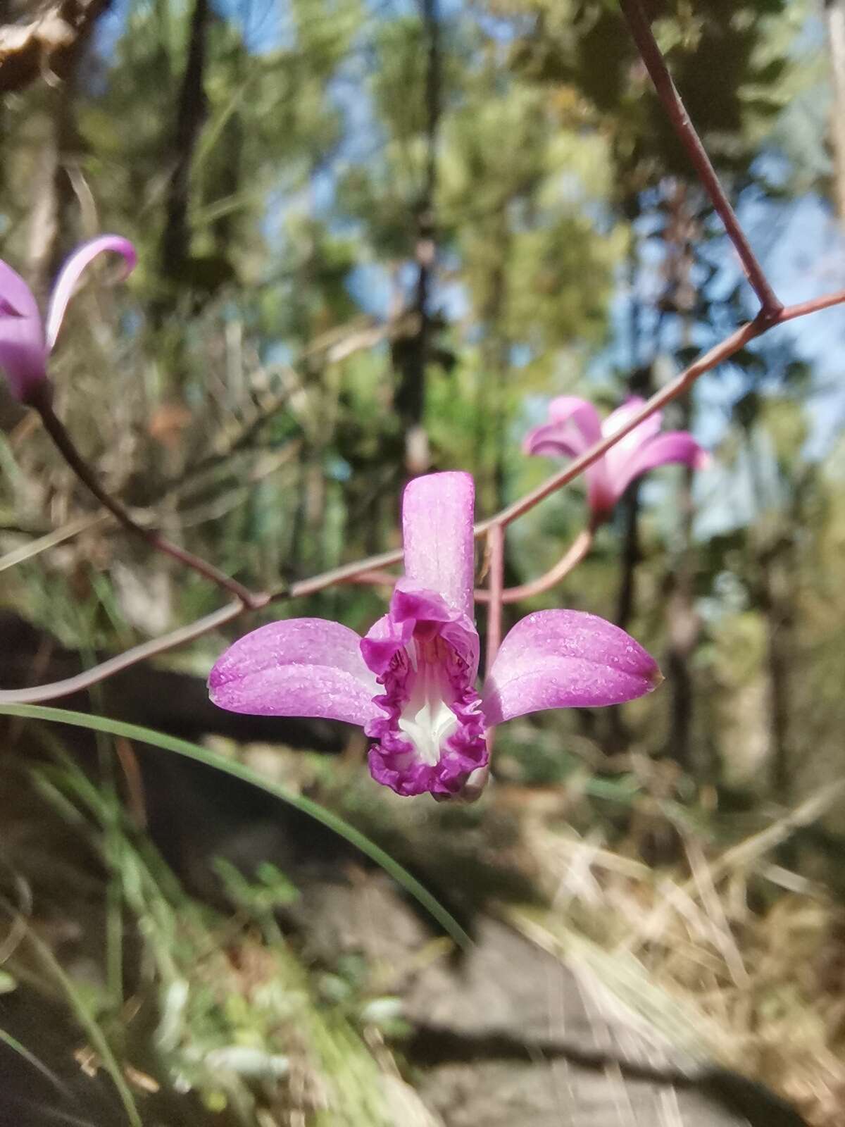 Image of Bletia lilacina A. Rich. & Galeotti