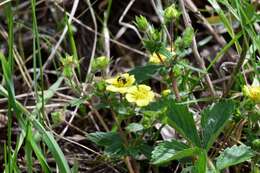 صورة Potentilla fragarioides L.