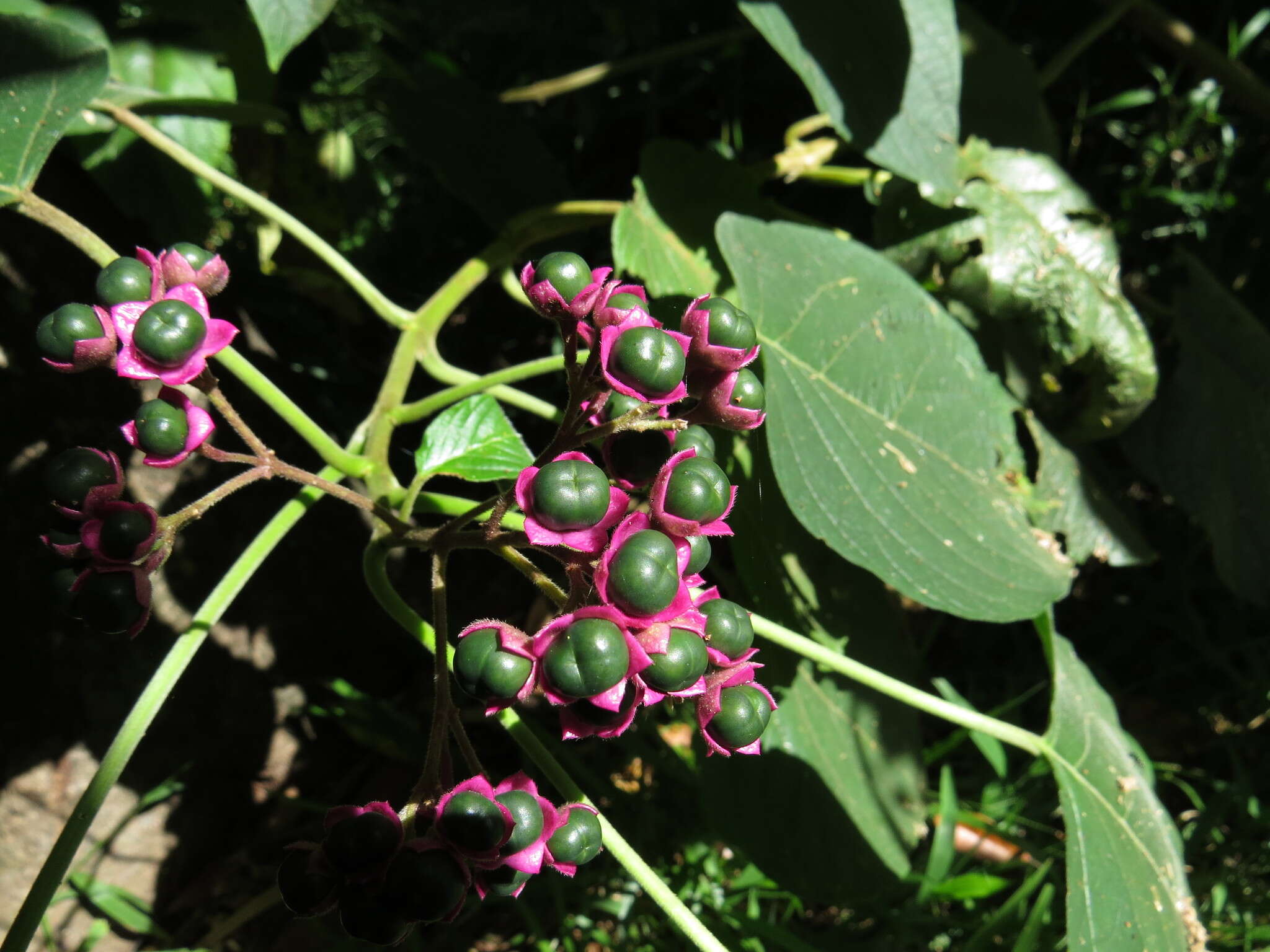 Imagem de Clerodendrum tracyanum (F. Muell.) Benth.