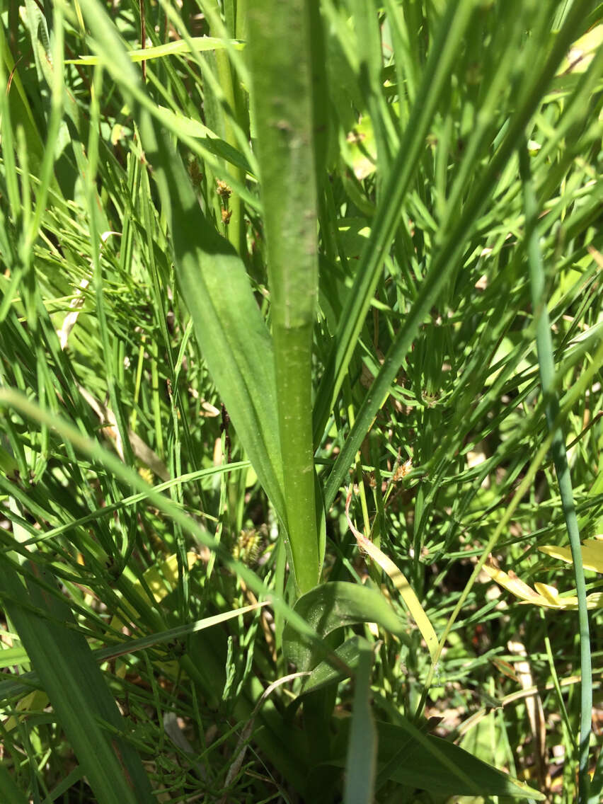 Image of Sierra bog orchid