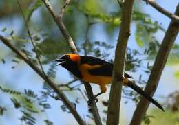 صورة Icterus auricapillus Cassin 1848