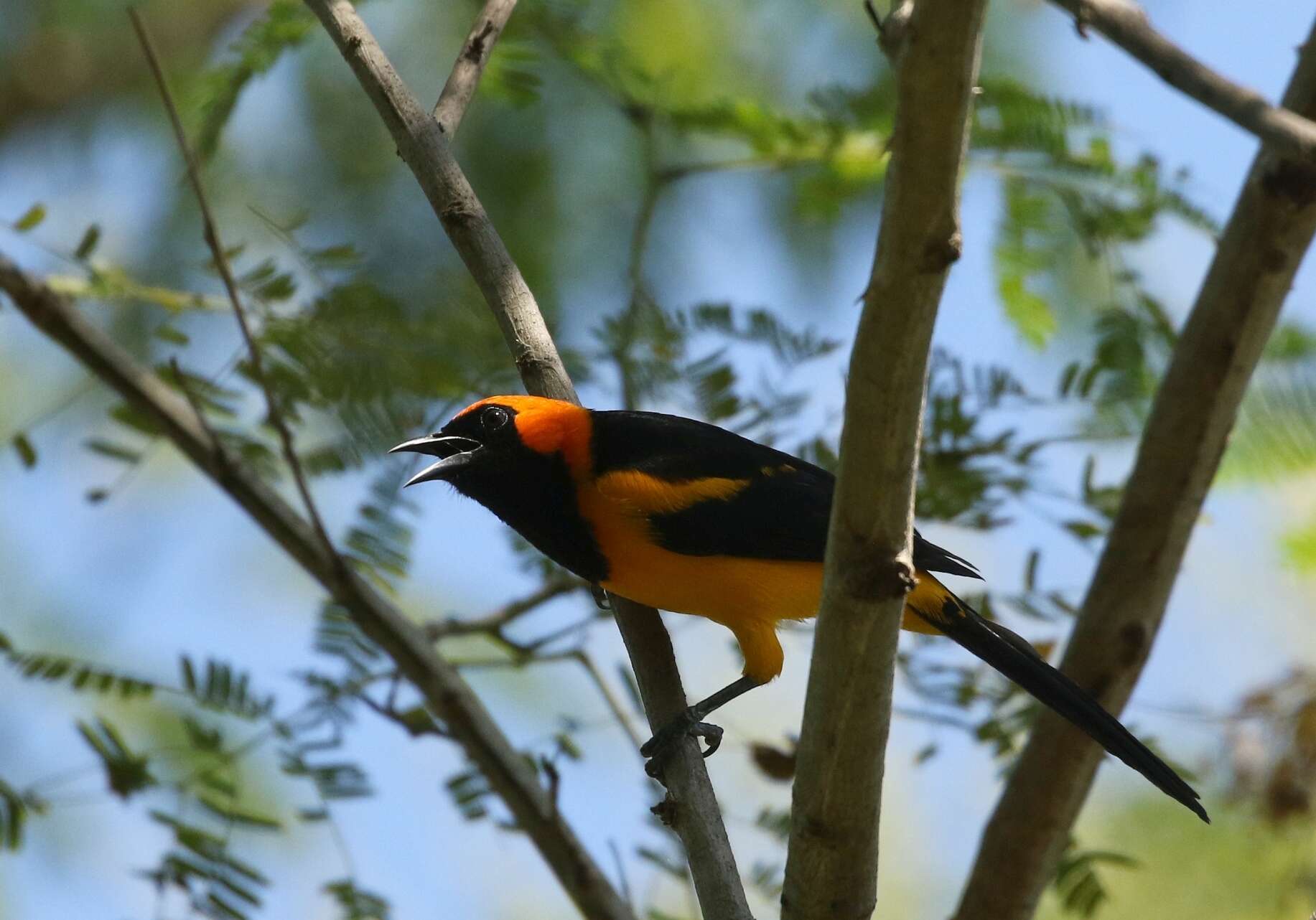 Image of Orange-crowned Oriole