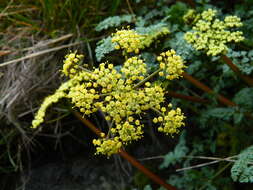 Слика од Lomatium salmoniflorum (Coult. & Rose) Mathias & Constance