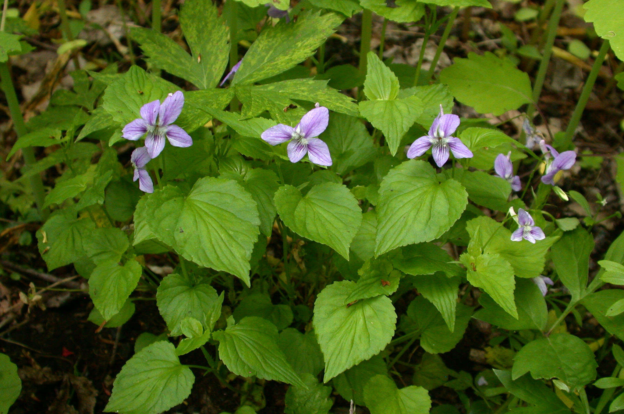 Слика од Viola brauniae Grover ex T. S. Cooperrider