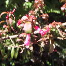 Image of Fuchsia microphylla subsp. hemsleyana (Woods. & Selb.) Breedlove