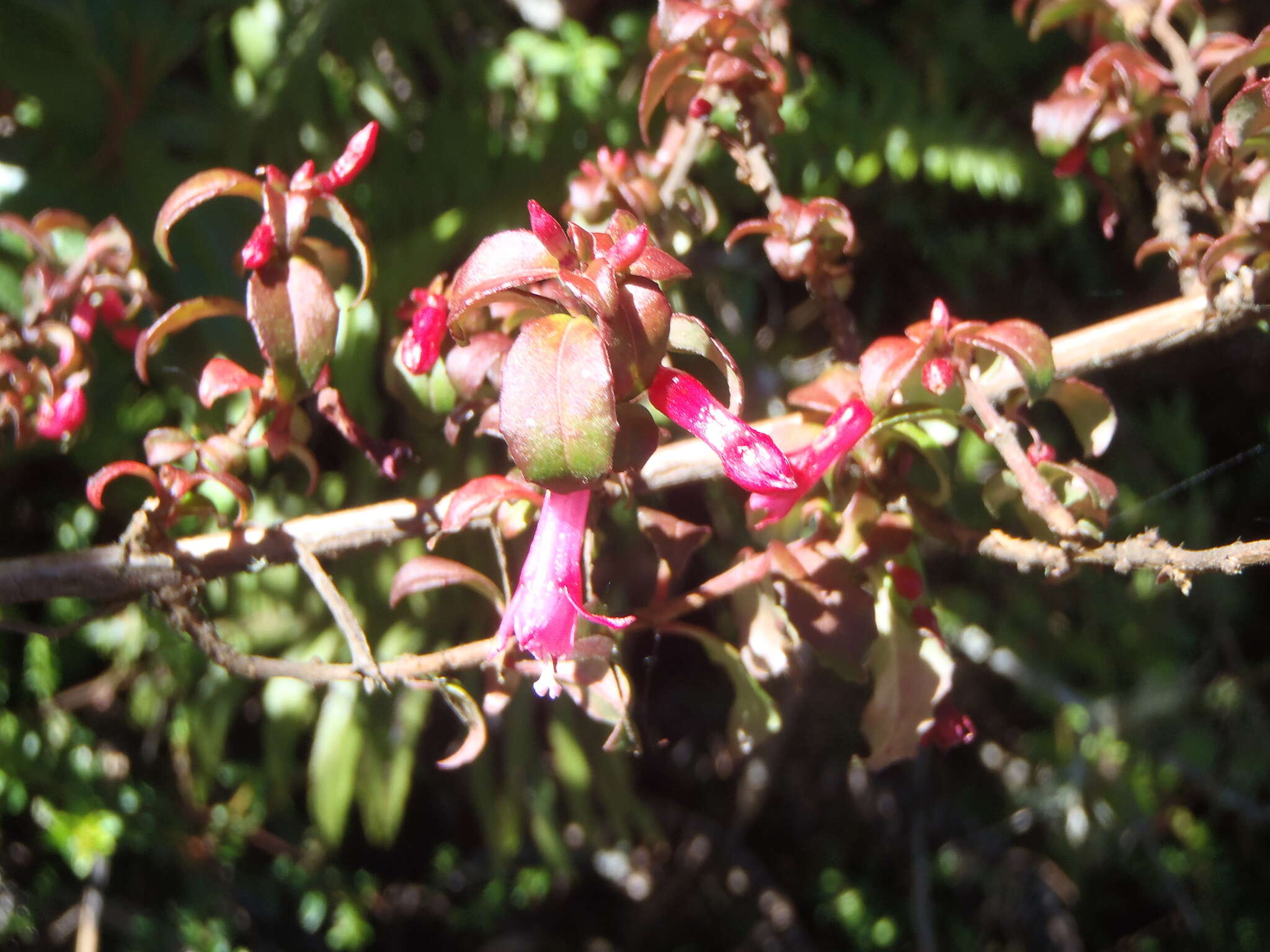 Image of Fuchsia microphylla subsp. hemsleyana (Woods. & Selb.) Breedlove