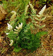 Plancia ëd Cheilanthes eckloniana (Kunze) Mett.