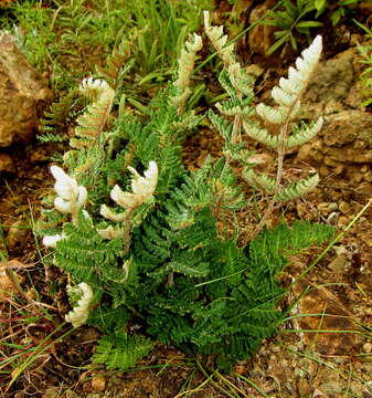 Plancia ëd Cheilanthes eckloniana (Kunze) Mett.