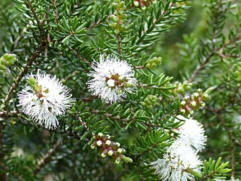 Image of Melaleuca howeana Cheel