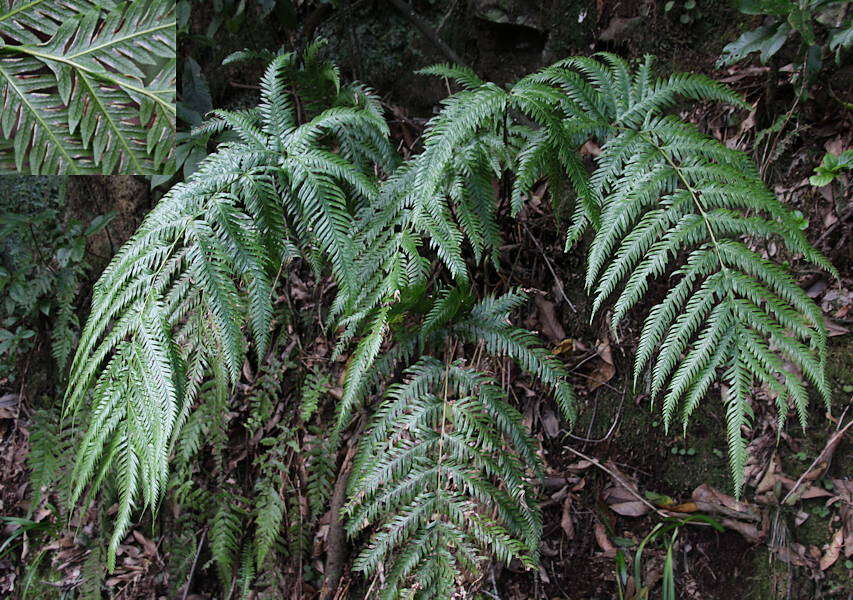 Image of Pteris incompleta Cav.