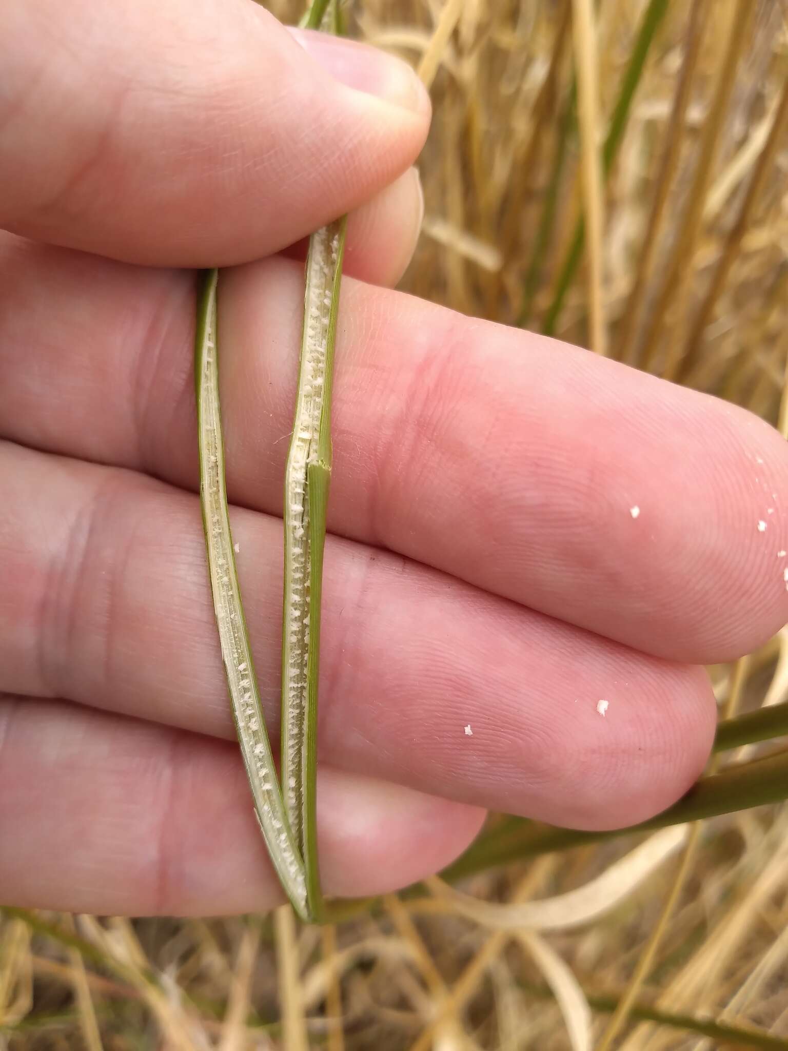 Image of Juncus australis J. D. Hook.