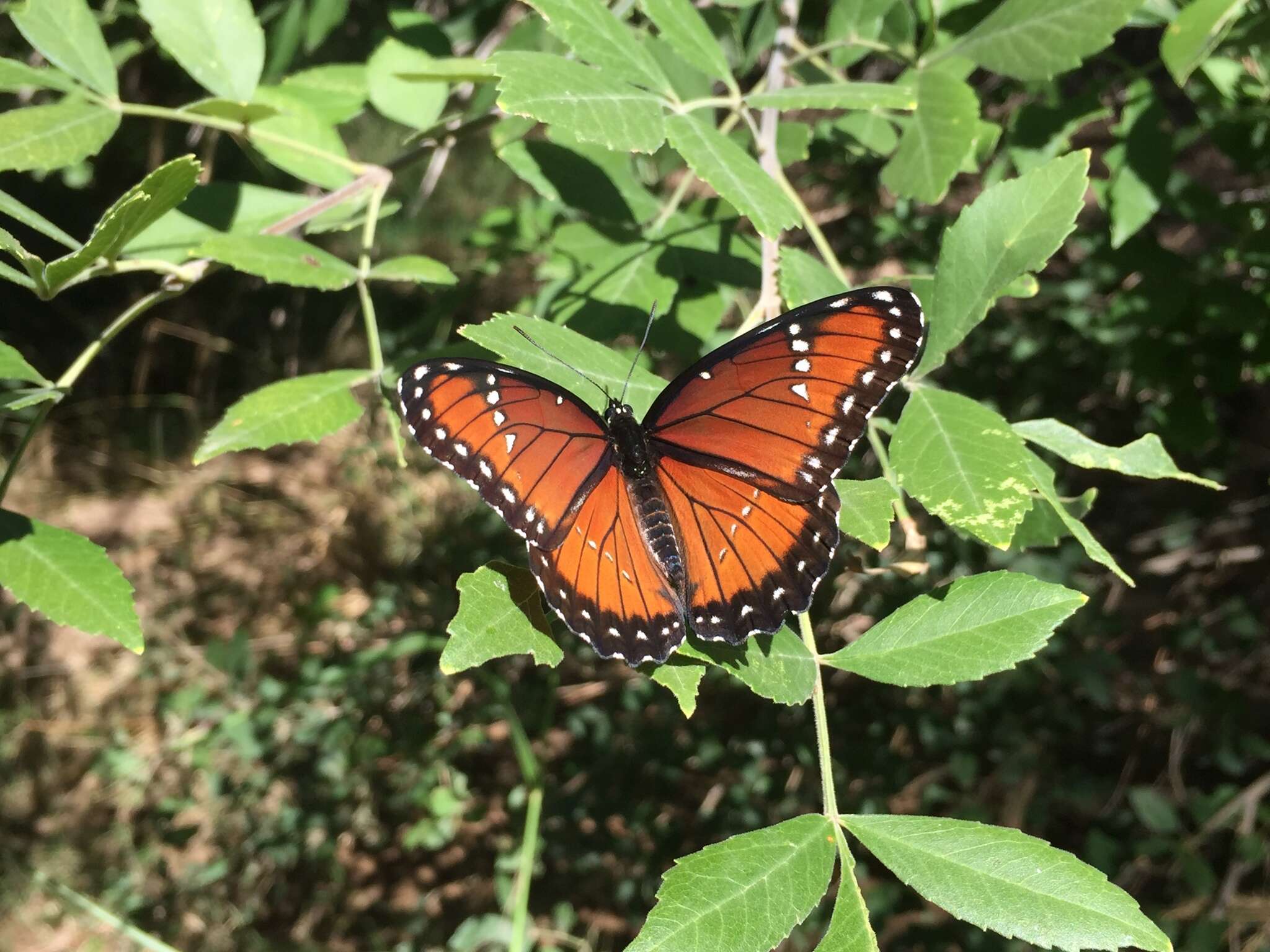 Imagem de Limenitis archippus obsoleta Edwards