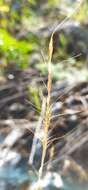 Image of Elymus reflexiaristatus (Nevski) Melderis