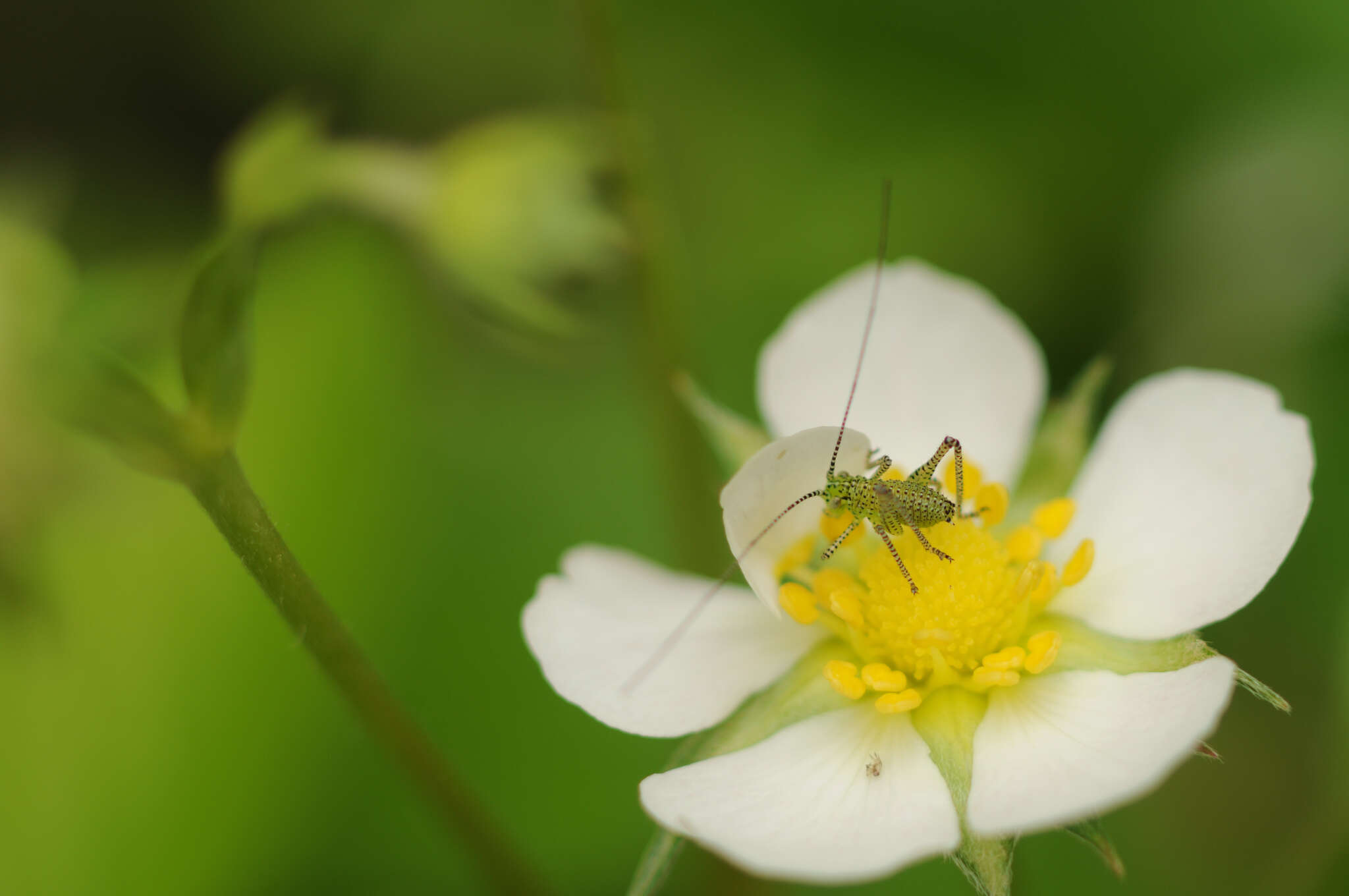 Image of speckled bush-cricket