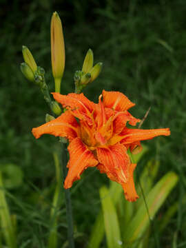 Image of Hemerocallis fulva var. fulva