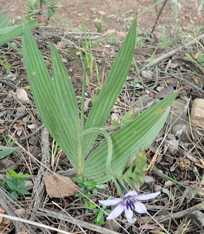 Image of Babiana fragrans (Jacq.) Steud.