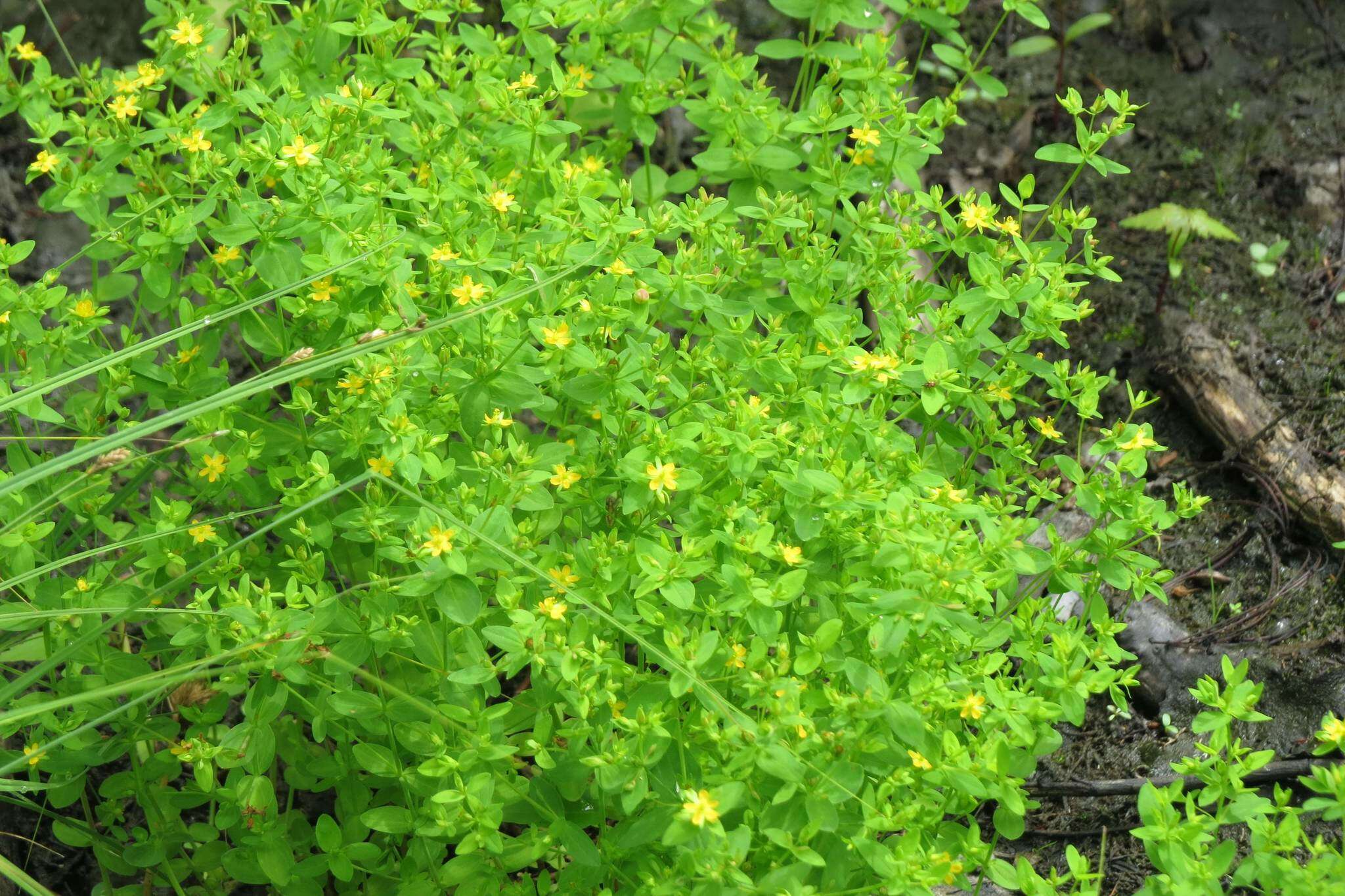 Image of northern St. Johnswort