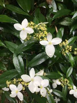 Image of Hydrangea chinensis Maxim.