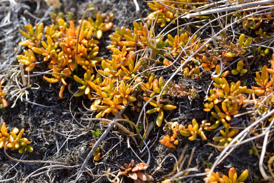 Image of Stackhousia minima Hook. fil.