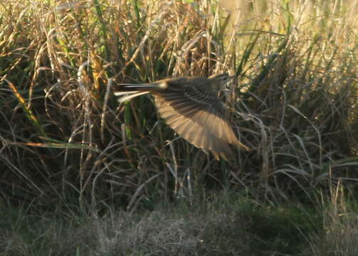 Image of Blyth's Pipit