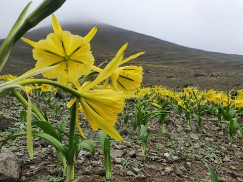 Image of Ismene amancaes (Ruiz & Pav.) Herb.