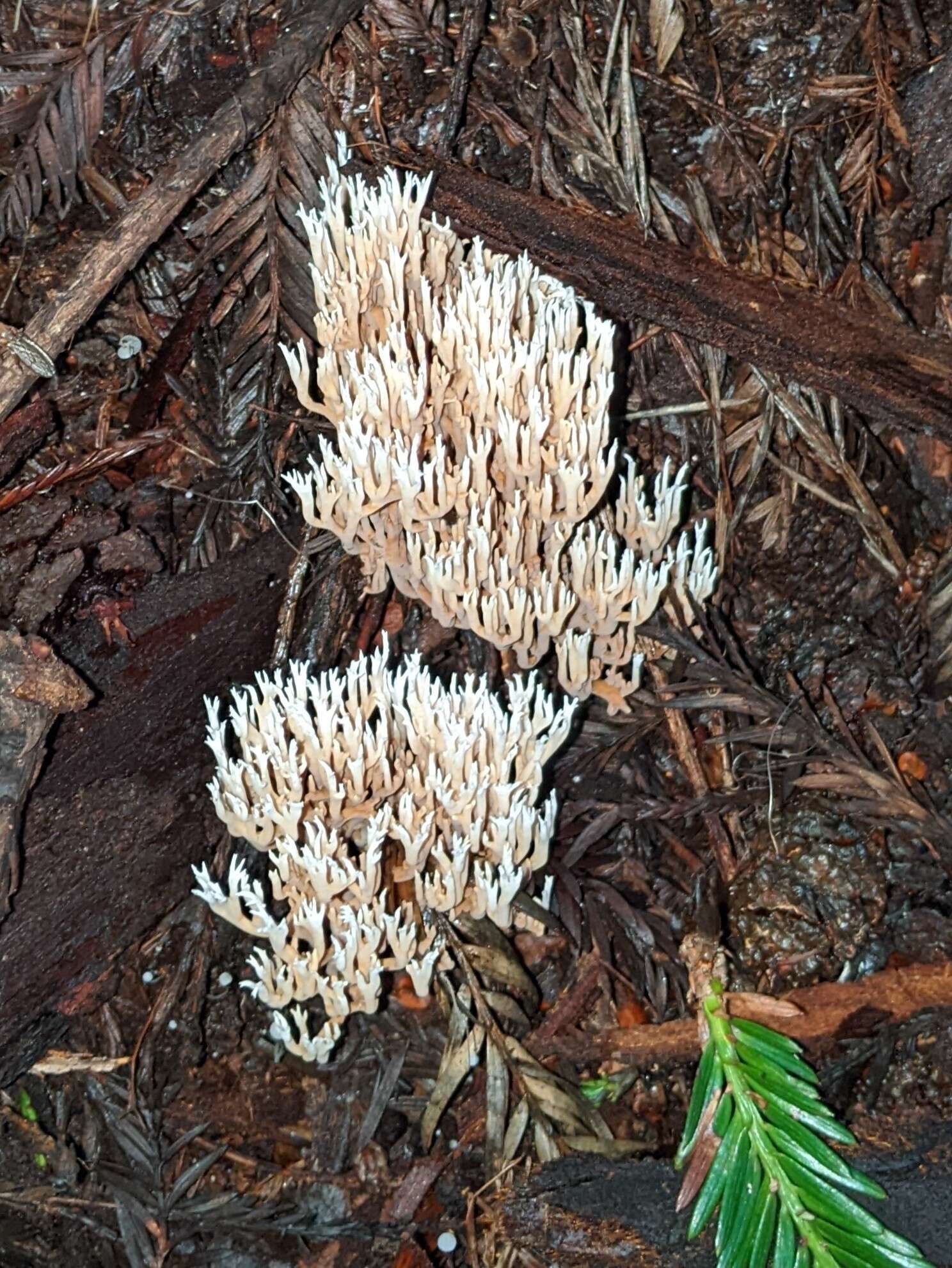 Image of Ramaria pinicola (Burt) Corner 1961