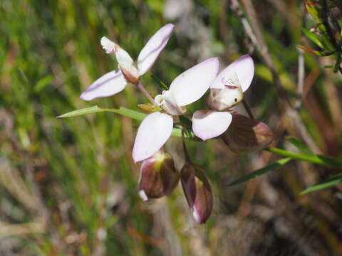 Image of Polygala langebergensis Levyns