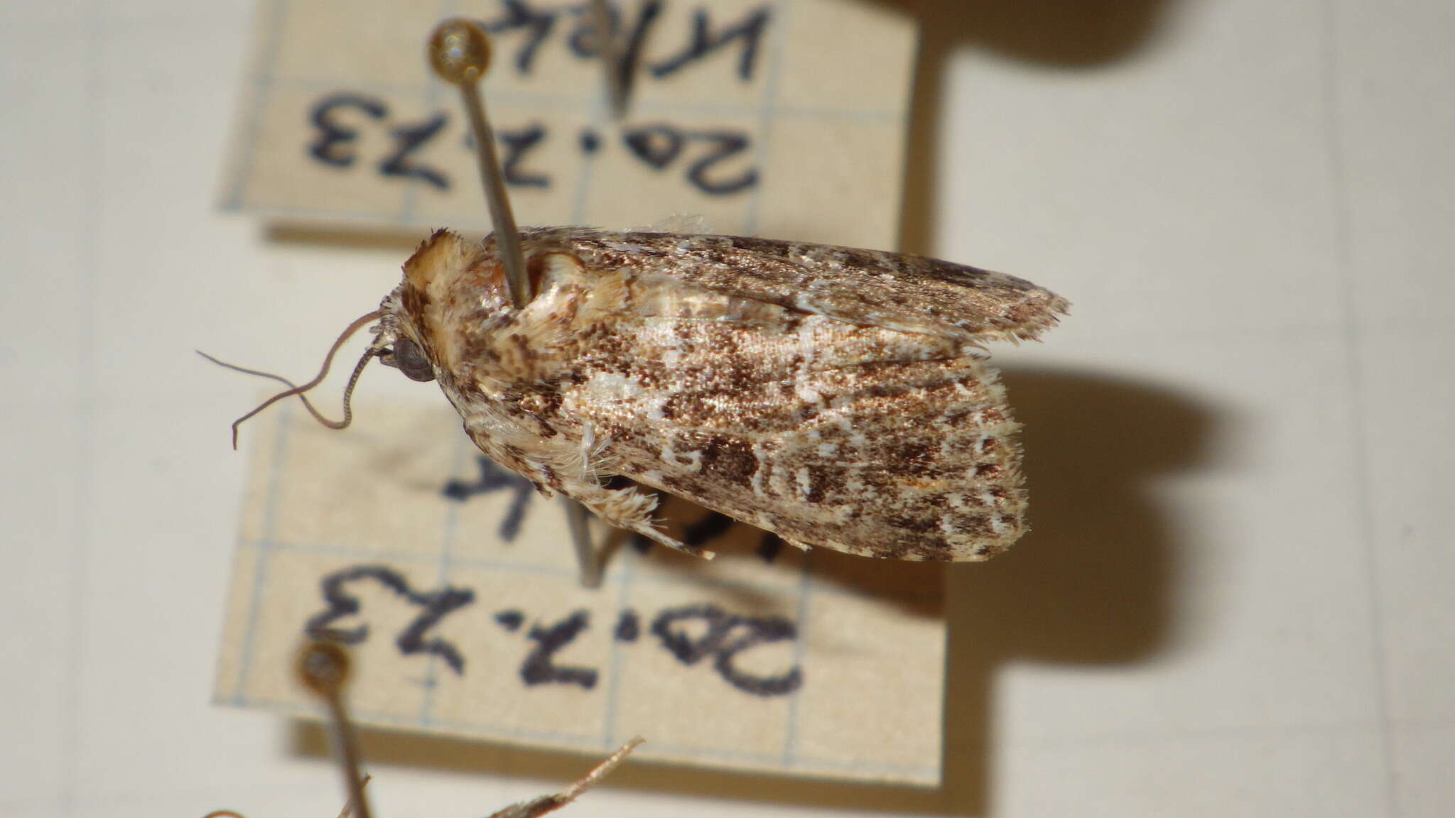 Image de Callopistria latreillei Duponchel 1827