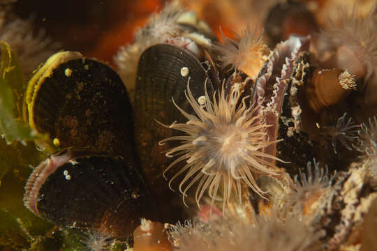 Image of Striped anemone