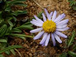 Image of rockslide yellow fleabane