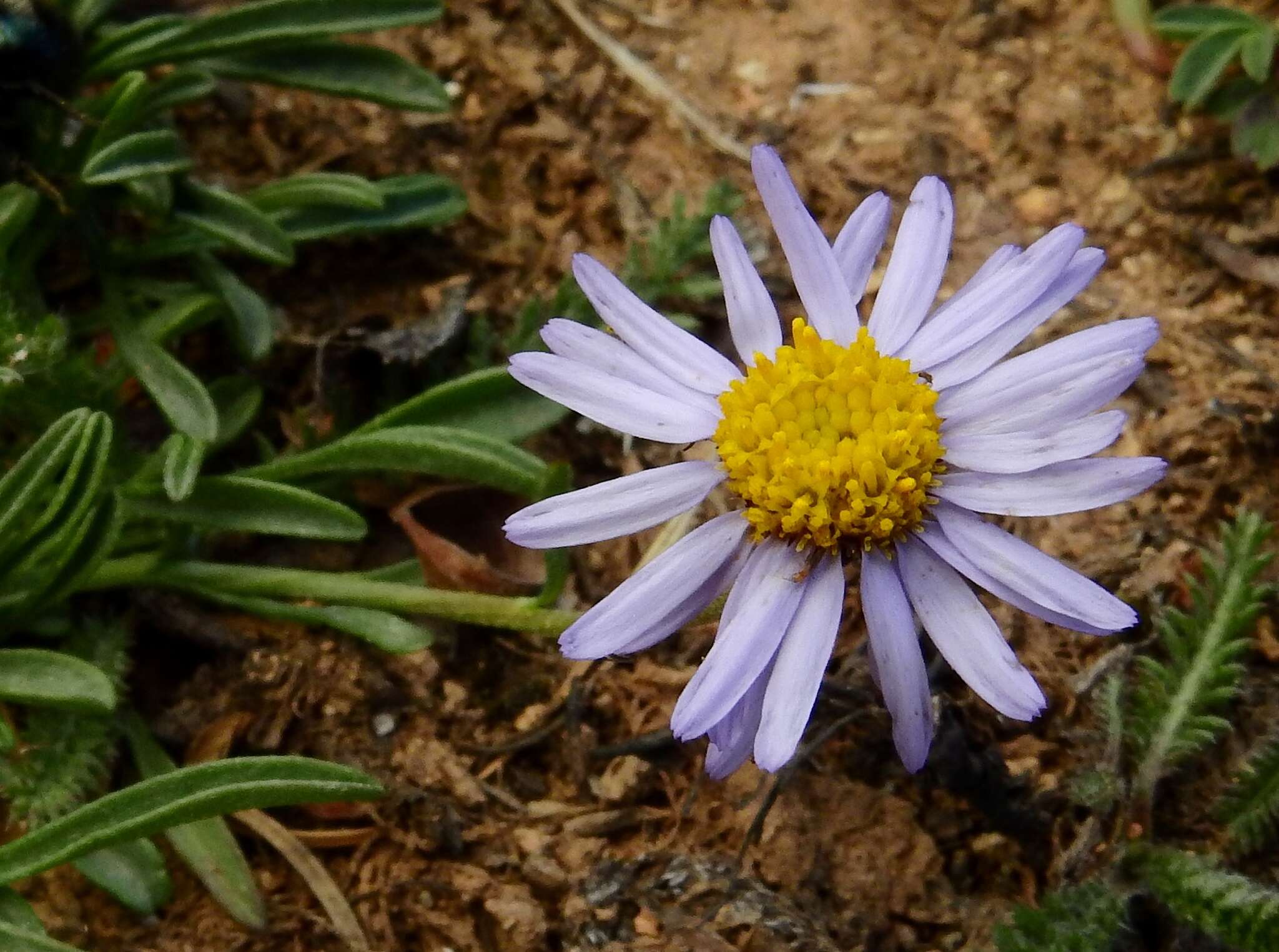 Imagem de Erigeron leiomerus A. Gray