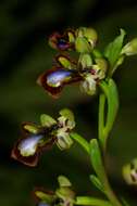 Image of Ophrys speculum subsp. speculum