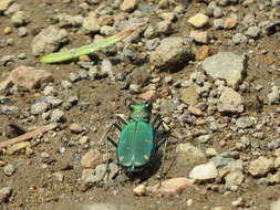 Image of Cicindela (Cicindela) tranquebarica sierra Leng 1902