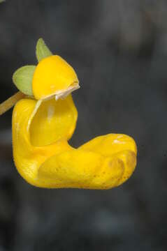 Image of Calceolaria polyrrhiza Cav.