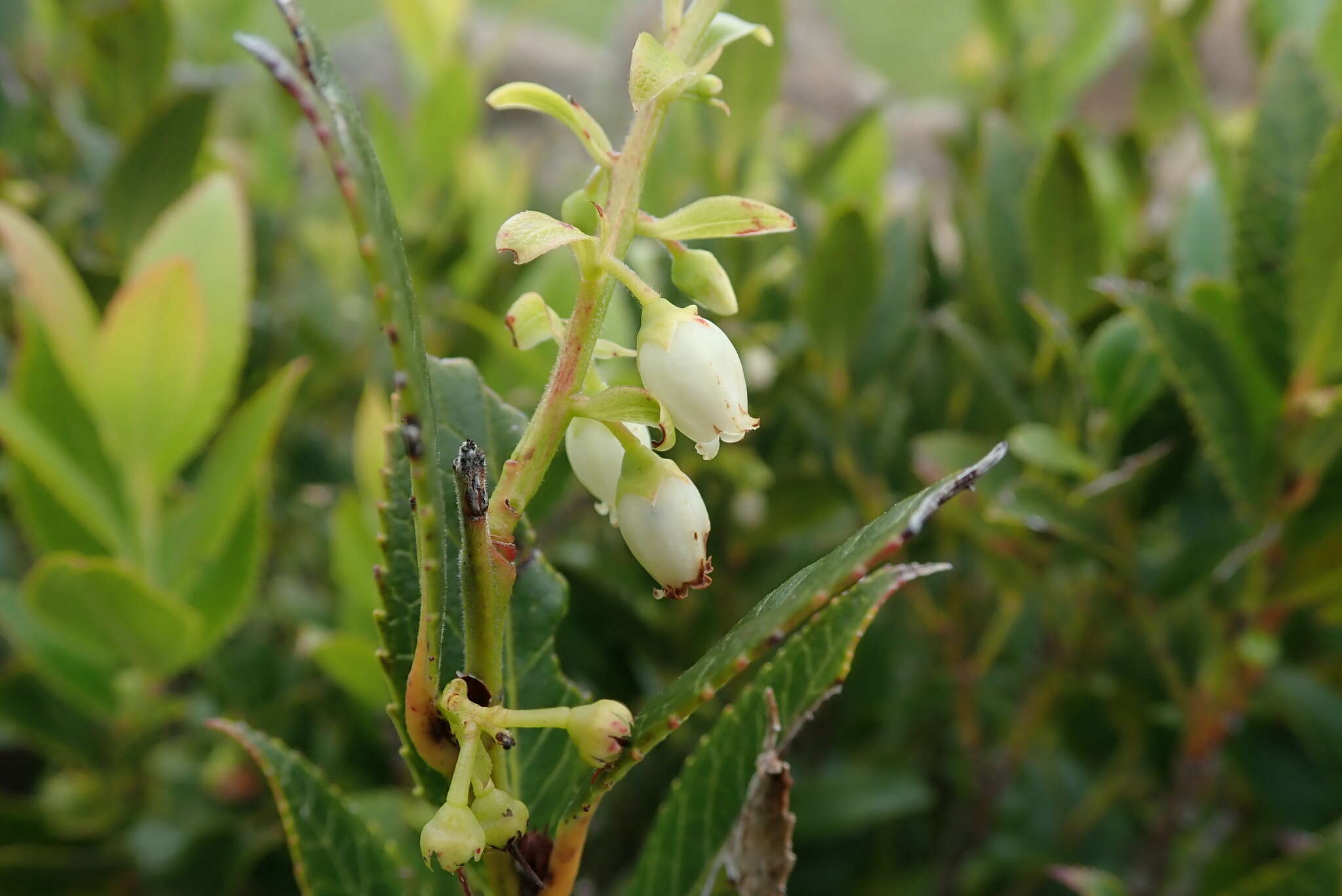 Image of Vaccinium exul Bolus